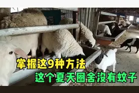 夏天来了，羊圈开始蚊蝇泛滥，不用怕，九种方法都解决这种问题
