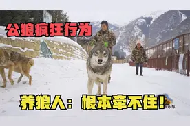 公狼表达爱意疯狂行为，母狼走到哪跟到哪，养狼人：根本牵不住！