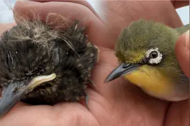 据说小鸟会把出壳第一眼看到的人当成妈妈