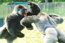 力气最大的两只银背大猩猩打架，这才是最原始的力量对决！视频封面