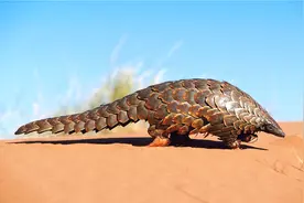 穿山甲这么有市场，人工养殖穿山甲到底可行吗？看完终于明白