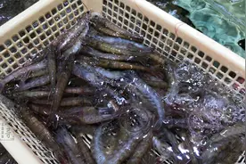 老渔民教我的基围虾储存方法，特实用，大虾过年吃都新鲜！