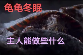 给龟清肠了半个月，温度回升，还需要喂龟吗？视频封面