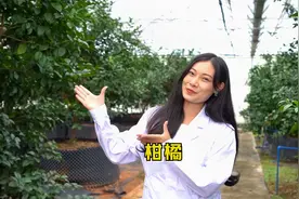 市农推中心黑科技产品：柑橘新品种“沃柑”视频封面