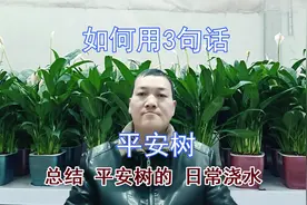 如何用“三句话”总结“平安树”日常“浇水”