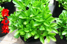 农村媳妇详细讲解救心菜，如何扦插，如何管理，几分钟学会