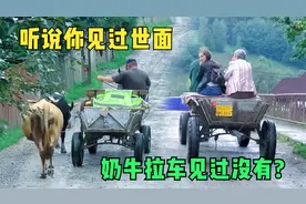 罗马尼亚乡村生活场景，养牛养蜂遍布村落，马拉车牛拉车随处可见视频封面