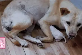 狗狗经过3小时的疼痛，成功产下一只小奶狗，紧紧搂在怀里怕抢走视频封面