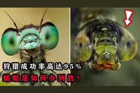 捕猎成功率为95%，蜻蜓是如何一步步成为恐怖猎手的？它有多强？