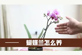 蝴蝶兰买回家怎么养？园艺师教你，3个关键技巧搞定它视频封面