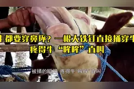 为何牛都要穿鼻环？一根大铁钉直接捅穿牛鼻，疼得牛“哞哞”直叫视频封面