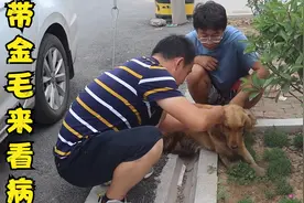 金毛状况不见好转，小亮带它去兽医店检查，希望它能尽快好起来吧视频封面