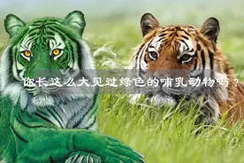 你长这么大见过绿色的哺乳动物吗？视频封面