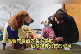 被化学药剂灼伤的流浪狗，日常护理一天比一天好，变化让人暖心视频封面