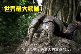 南太平洋：世界上最大的螃蟹！它重达八斤，最爱的食物却是椰子！