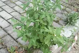 龙葵的作用与功效