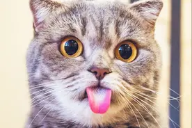 猫咪为什么吐舌卖萌？原来是这4点