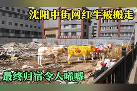 独家实拍沈阳中街网红牛被搬走，最终归宿令人唏嘘。视频封面