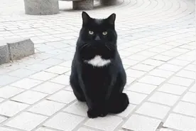 当两只黑猫开饭的时候