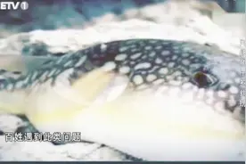 带毒的美食1：食用河豚干中毒，男子索要8万被拒，举报投诉获回应视频封面