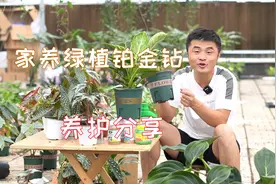 家庭宜养绿植推荐——铂金钻。叶片奇特新颖，翠绿油亮。