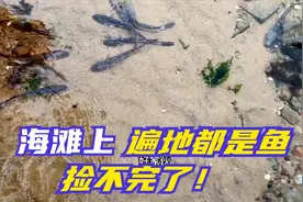 排水管道冲出好多鱼啊！海滩上遍地都是！表弟满海滩的捡鱼！