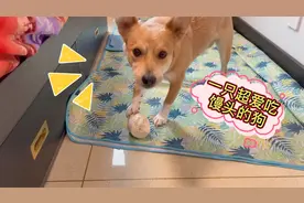 农村狗狗超爱吃馒头，狼吞虎咽吃得满脸都是，背后的原因让人心疼