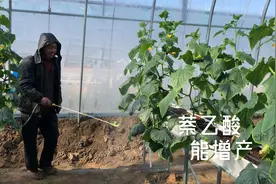 萘乙酸不仅生根好，更能提升坐果率，农户要掌握使用剂量