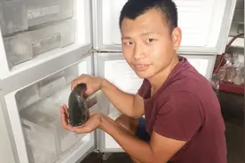 一条鲜活的草鱼，放入冷冻箱能存活多久？