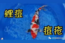 锦鲤鱼尾巴上长小疙瘩是什么？是什么病？怎么引起的？怎么治疗？