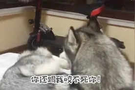 二哈居然跟自己脚干起来了，谁也不让着谁，太狠了！视频封面