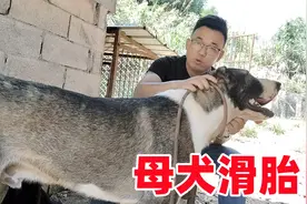 母犬吃鸡后滑胎，怀孕母犬要注意什么