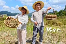 农村随处可见的稗子，收割回家碾粉，做粗粮特香很多人没吃过