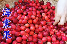 满树红红的海棠果 快来看看海棠果干制作方法