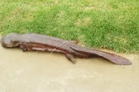 世界上目前最大的娃娃鱼，体长近两米，活了近130年