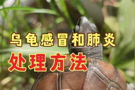 秋季乌龟经常生的病，乌龟感冒和肺炎的治疗方法，秋天养龟注意视频封面