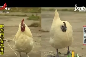 黔东南小香鸡品种优良，口感好美味营养，耐粗饲抗病力强很好饲养视频封面