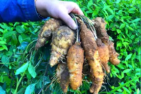 野生的四叶参有股臭味，具有补血通乳的功效，宝妈喜欢拿来煲汤喝