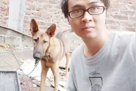 狗舍：大狼青与种公狗昆明犬配种会是什么样的呢？