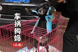 被车撞的怀孕狗妈，它和肚里的小狗怎么样了？后续来了~视频封面