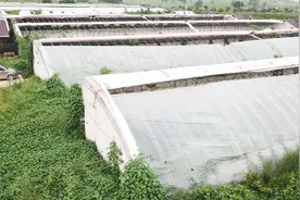 水里加点这，隔三差五喷一次，大棚膜3个月不滴水，你知道吗视频封面