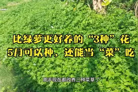 比绿萝更好养的“3种”花，5月可以种，还能当菜吃视频封面
