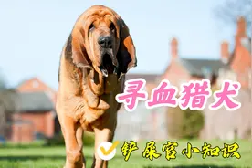 拥有特异功能的犬中之神，寻血猎犬了解一下