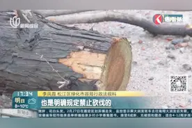 自家的宅基地 房前屋后种的树可以砍吗？专家解答：能种不能伐！视频封面