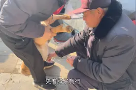 农村老师傅用失传手艺阉割羊，三分钟骟一只小公羊，这手法够专业