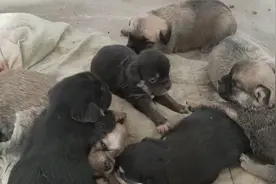 8只小奶狗品种杂长得粗糙，白送都没人要，都不母狗不自律的后果