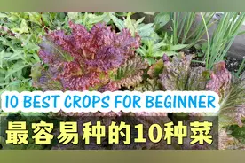 最容易种的10种常见蔬菜视频封面
