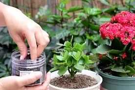 盆里撒把“小黑粒”，驱虫最好，长寿花不再被干扰视频封面