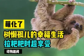 萌化了！树懒孤儿院的幸福生活，拉粑粑时最享受视频封面