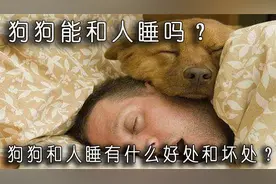 狗狗能和人睡吗？狗狗和人睡有什么好处和坏处？视频封面